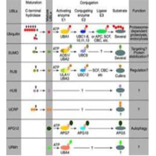 anti-Cell Division Cycle 20 Homolog (S. Cerevisiae) (CDC20) (AA 486-499), (C-Term) antibody avatar