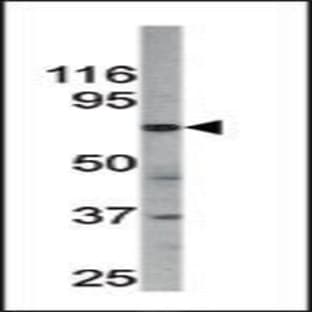 anti-Cell Division Cycle 25 Homolog A (S. Pombe) (CDC25A) (pSer177) antibody avatar