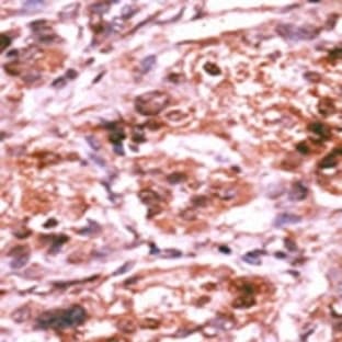 anti-Cell Division Cycle 25 Homolog A (S. Pombe) (CDC25A) (pSer293) antibody avatar