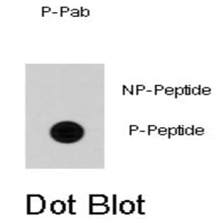 anti-Cell Division Cycle 25 Homolog A (S. Pombe) (CDC25A) (pSer79) antibody avatar