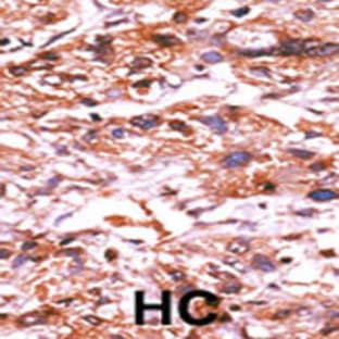 anti-Cell Division Cycle 25 Homolog A (S. Pombe) (CDC25A) (pSer124) antibody avatar