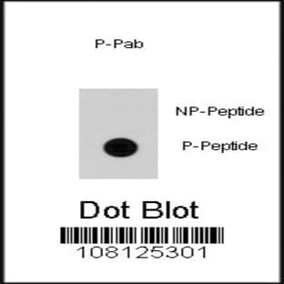 anti-Cell Division Cycle 25 Homolog A (S. Pombe) (CDC25A) (pSer79) antibody avatar