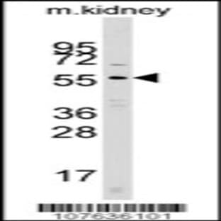 anti-Cell Division Cycle 25 Homolog A (S. Pombe) (CDC25A) (N-Term) antibody avatar
