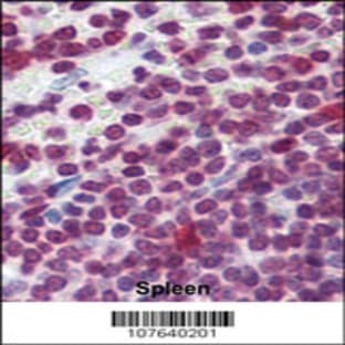 anti-Cell Division Cycle 25 Homolog A (S. Pombe) (CDC25A) (AA 271-300), (Center) antibody avatar