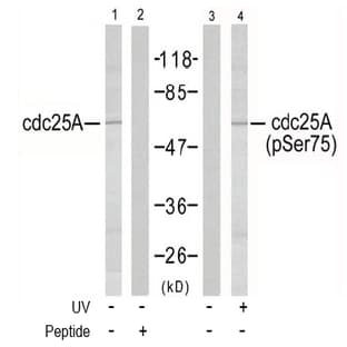 anti-Cell Division Cycle 25 Homolog A (S. Pombe) (CDC25A) (pSer76), (pSer75) antibody avatar