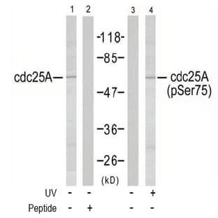 anti-Cell Division Cycle 25 Homolog A (S. Pombe) (CDC25A) (pSer76), (pSer75) antibody avatar