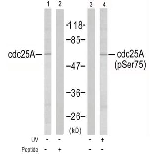 anti-Cell Division Cycle 25 Homolog A (S. Pombe) (CDC25A) (Ser75) antibody avatar