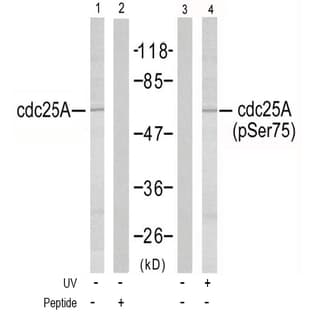 anti-Cell Division Cycle 25 Homolog A (S. Pombe) (CDC25A) (Ser75) antibody avatar