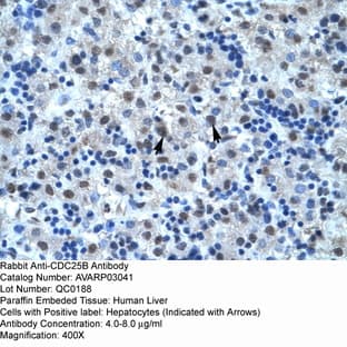 anti-Cell Division Cycle 25 Homolog B (S. Pombe) (CDC25B) (N-Term) antibody avatar