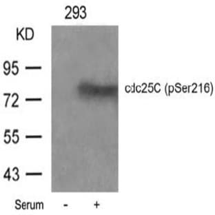 anti-Cell Division Cycle 25 Homolog C (S. Pombe) (CDC25C) (pSer216) antibody avatar