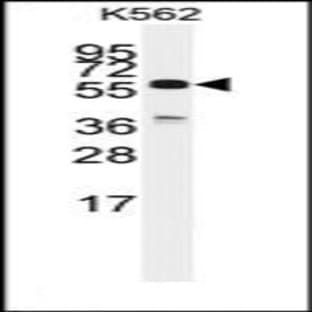 anti-Cell Division Cycle 25 Homolog C (S. Pombe) (CDC25C) (C-Term) antibody avatar