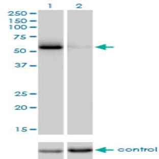 anti-Cell Division Cycle 25 Homolog C (S. Pombe) (CDC25C) (AA 21-130) antibody avatar
