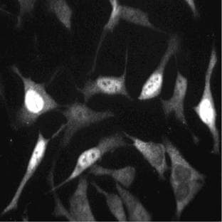 anti-Cell Division Cycle 25 Homolog C (S. Pombe) (CDC25C) antibody