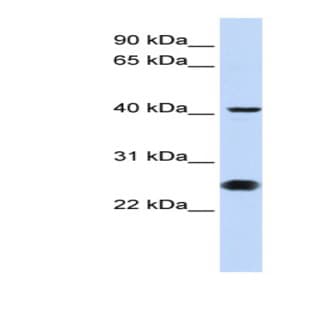 anti-Cell Division Cycle 25 Homolog C (S. Pombe) (CDC25C) (N-Term) antibody avatar