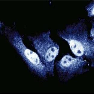 anti-Cell Division Cycle 27 Homolog (S. Cerevisiae) (CDC27) (AA 145-343) antibody avatar