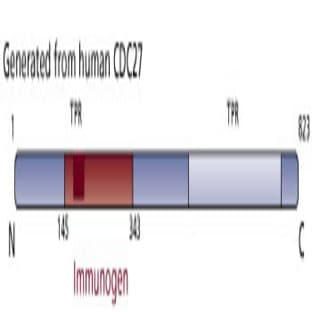 anti-Cell Division Cycle 27 Homolog (S. Cerevisiae) (CDC27) (AA 145-343) antibody avatar