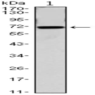 anti-Cell Division Cycle 27 Homolog (S. Cerevisiae) (CDC27) antibody avatar