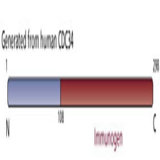 anti-Cell Division Cycle 34 Homolog (S. Cerevisiae) (CDC34) (AA 108-298) antibody avatar