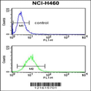 anti-Cell Division Cycle 42 (GTP Binding Protein, 25kDa) (CDC42) (AA 106-134), (Center) antibody avatar