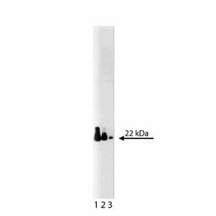 anti-Cell Division Cycle 42 (GTP Binding Protein, 25kDa) (CDC42) (AA 1-191) antibody avatar