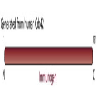 anti-Cell Division Cycle 42 (GTP Binding Protein, 25kDa) (CDC42) (AA 1-191) antibody avatar