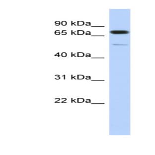 anti-Cyclin D Binding Myb-Like Transcription Factor 1 (DMTF1) (Middle Region) antibody avatar