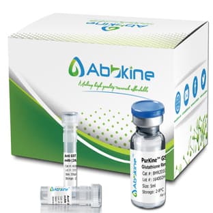 PurKine™ Antibody Purification Protein G Kit