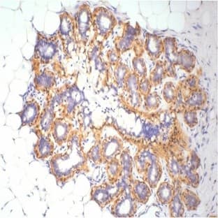 Anti-?-Actin Mouse Monoclonal Antibody (1C7)