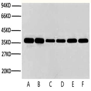 Anti-GAPDH Mouse Monoclonal Antibody (2B5) avatar