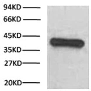 Anti-GAPDH Mouse Monoclonal Antibody (2B5), HRP Conjugated avatar