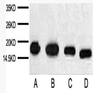 Anti-Histone H3 Mouse Monoclonal Antibody (2D10) avatar