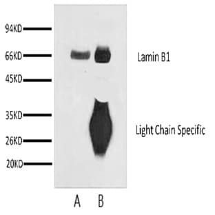 Anti-Lamin B1 Monoclonal Antibody (15T1) avatar