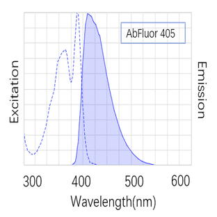 Anti-Lamin B1 Monoclonal Antibody (15T1) , AbFluor™ 405 Conjugated avatar