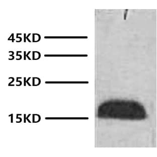 Anti-Histone H3 Monoclonal Antibody (2D9) avatar