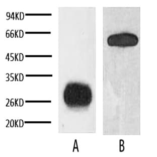 Anti-GFP Tag Mouse Monoclonal Antibody (3D3) avatar