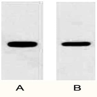 Anti-GFP Tag Rabbit Polyclonal Antibody avatar