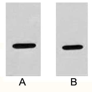Anti-HA Tag Rabbit Polyclonal Antibody avatar