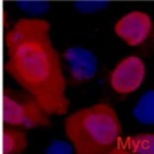 Anti-Myc Tag Mouse Monoclonal Antibody (2D5) avatar