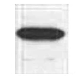 HRP Conjugated Anti-Myc Tag Mouse Monoclonal Antibody(2D5) avatar