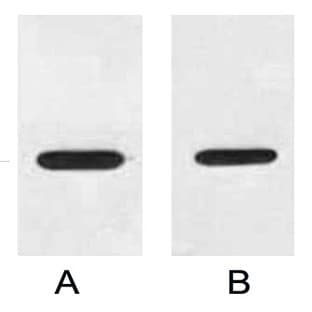 Anti-Myc Tag Rabbit Polyclonal Antibody avatar
