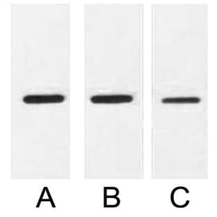 Anti-MBP Tag Mouse Monoclonal Antibody (9Y5) avatar