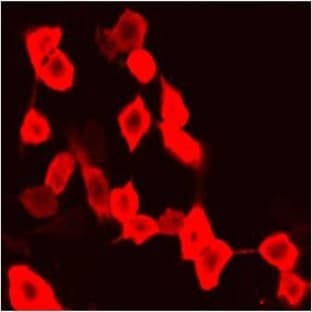 Anti-mCherry Tag Mouse Monoclonal Antibody (9D3) avatar