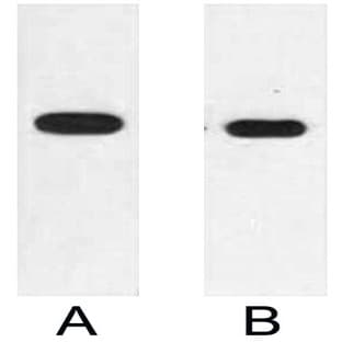 Anti-E2 Tag Mouse Monoclonal Antibody (12T4) avatar