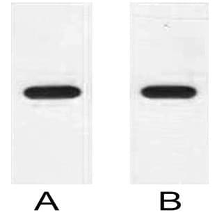 Anti-HSV Tag Mouse Monoclonal Antibody (16T2) avatar