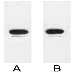 Anti-KT3 Tag Mouse Monoclonal Antibody (14D8) avatar