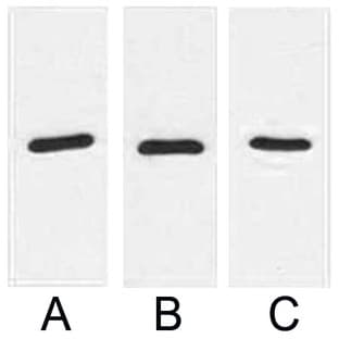 Anti-RFP Tag Mouse Monoclonal Antibody (9D1) avatar
