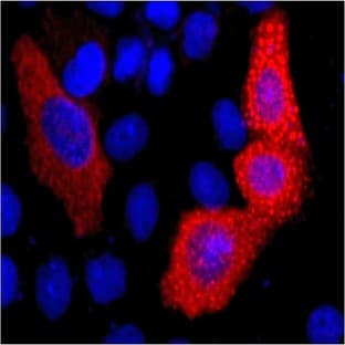 Anti-VSV-G-Tag Mouse Monoclonal Antibody (14D2) avatar