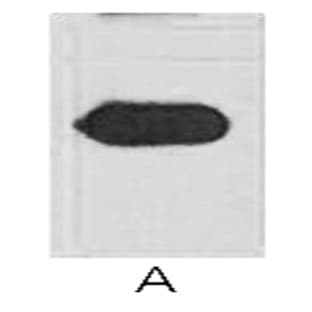 Anti-mOrange Monoclonal Antibody (9A10) avatar