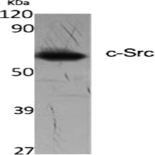 c-Src Polyclonal Antibody avatar