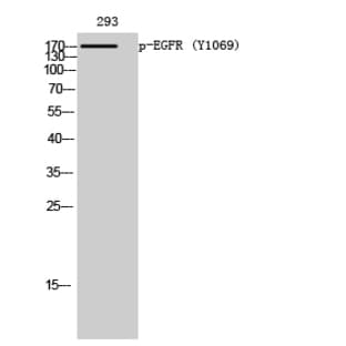EGFR (phospho Tyr1069) Polyclonal Antibody avatar